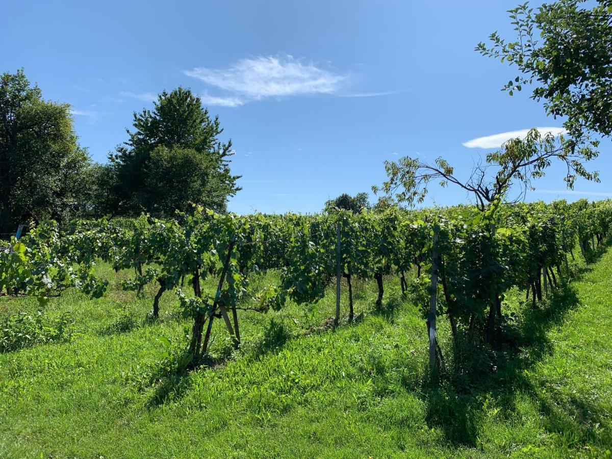 Urlaub im Weingarten Winten  Exterior foto